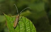 TONY HOWES - LONGHORNED BEETLE